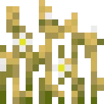 Flowering wheat