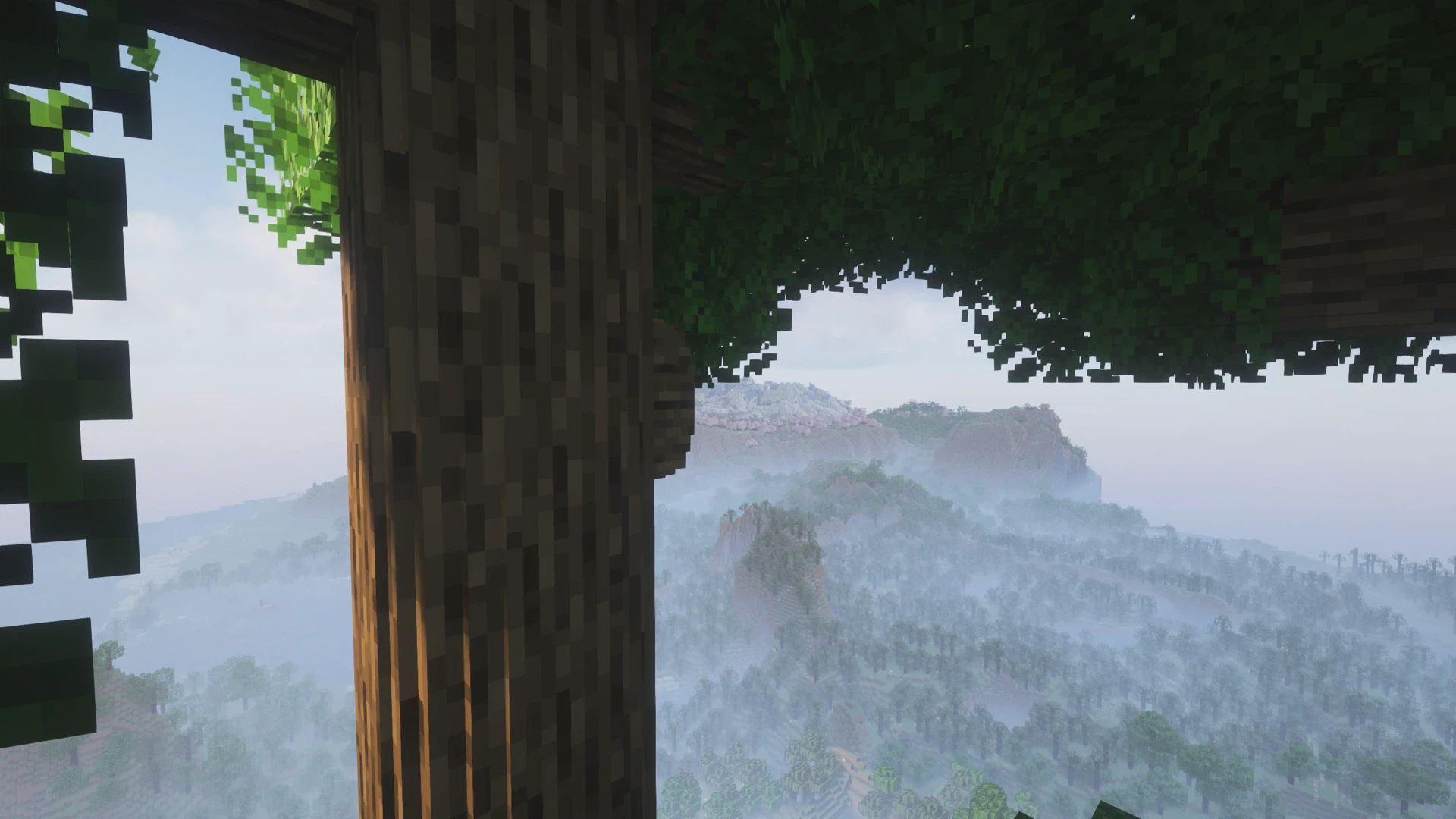 A huge round oak tree overlooking forests full of other round trees