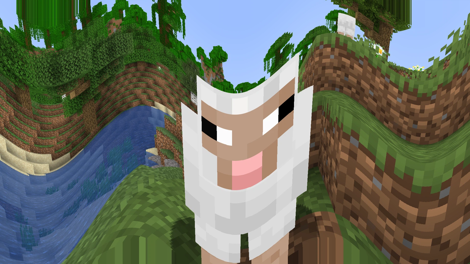 Sheep