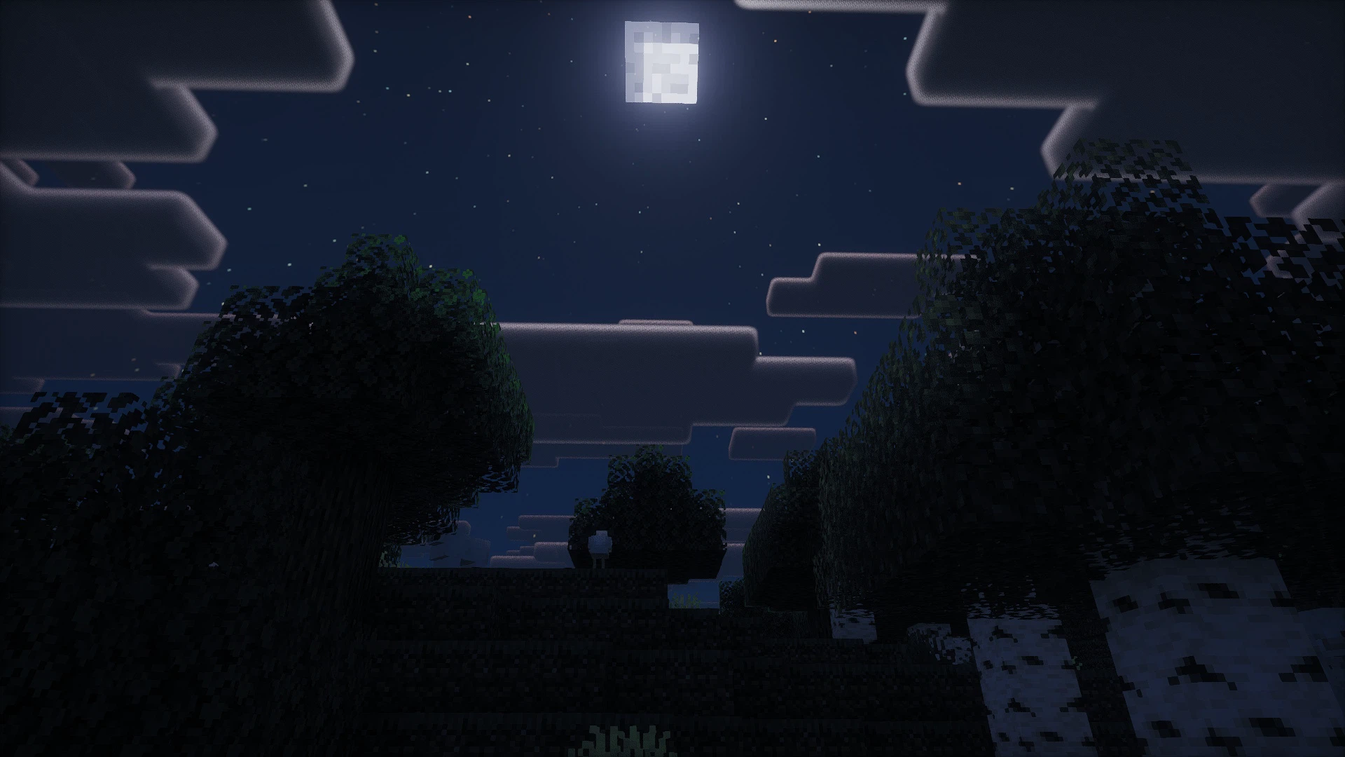 Forest Night
